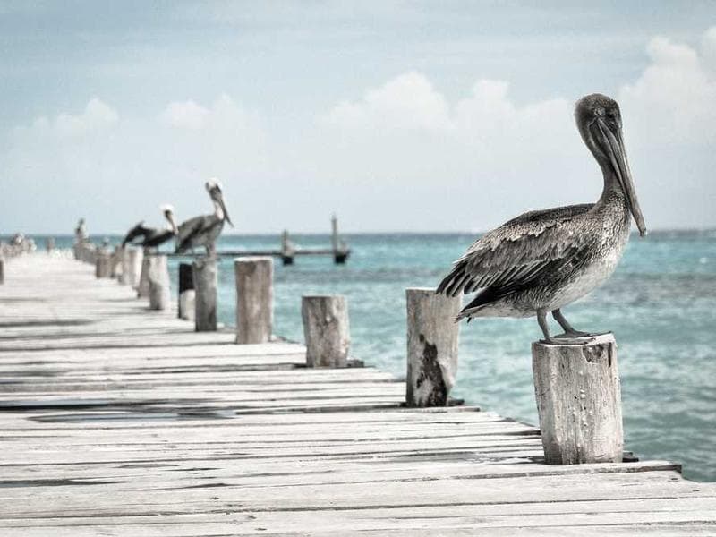 A chaotic fish market scene.